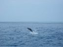 Delphin