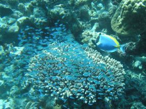Fische am Hausriff