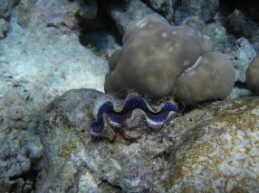 Killer Shell
