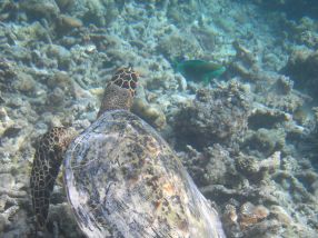 Schildkr�te bei Vilu Reef